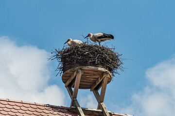 Storchennest auf einem Dach