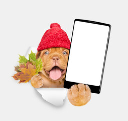 Poster - Happy puppy wearing warm hat holds dry leaves and big smartphone with white blank screen in it paw through the hole in white paper