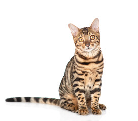 Aufkleber - Bengal cat sitting in front view and looking at camera. Isolated on white background