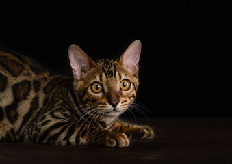 Aufkleber - Portrait of Bengal cat on black background