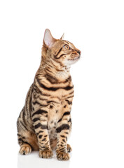 Aufkleber - Bengal cat sitting and looking away and up. Isolated on white background