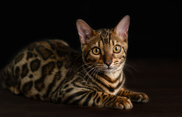 Aufkleber - Portrait of Bengal cat on black background