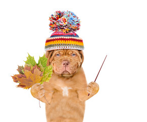 Poster - Unhappy mastiff puppy wearing a warm hat with pompon holds dry colorful leaves and points away on empty space. isolated on white background