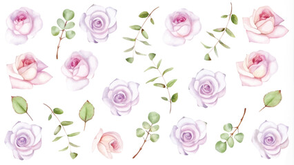 Wall Mural - Set of watercolor pink and purple roses and eucalyptus leaves isolated on white background