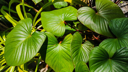 leaves in the garden
