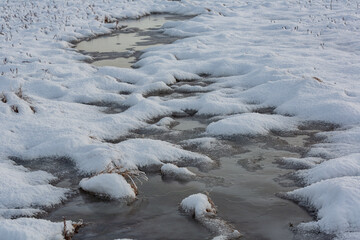 Wall Mural - swamp on a sunny winter day with snow