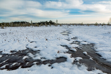 Wall Mural - swamp on a sunny winter day with snow