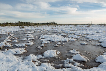 Wall Mural - swamp on a sunny winter day with snow