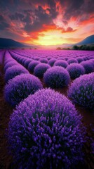 Canvas Print - Lavender fields at sunset with vibrant colors and distant mountain view in the background