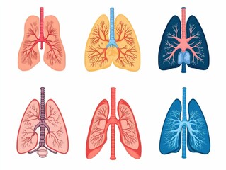 Poster - Detailed Diagram of Organ Function and Respiratory System Illustrated in a Clean Minimalist Flat Design Style  Medical Infographic Showcasing the Human Body s Lungs and Breathing Mechanism