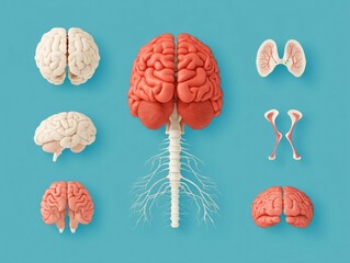 Poster - Detailed flat design showcasing the intricate anatomy and structure of the organ and nervous system  Precise digital visualization of the brain neurons and neural pathways in a clean