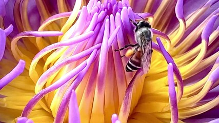 Wall Mural - 4K Bees are pollinating and searching for nectar in purple lotus flowers.