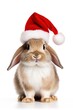© Rawpixel.com - Christmas mammal animal rodent.