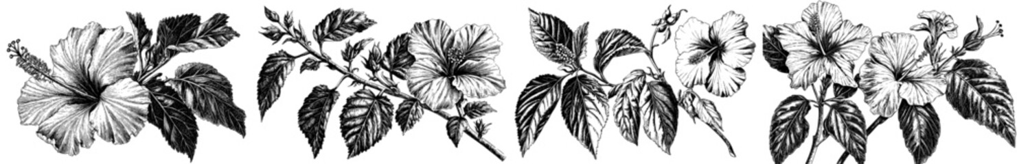 Wall Mural - An outlined set of hibiscus flowers. Botanical vintage illustration depicting a blossoming tropical plant with leaves. Flora engraving. Hand-drawn modern illustrations isolated on white.