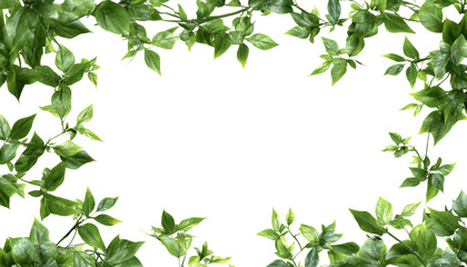 Wall Mural - green leaves frame isolated on transparent background cutout