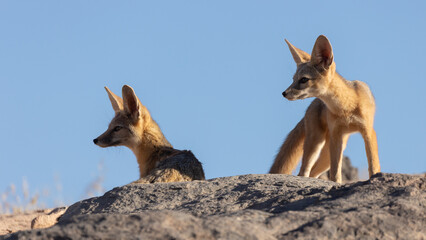 Wall Mural - Two Kit Foxes, the adult laying down and the cub standing, look at something to the left with a clear blue sky in the background. The low evening sunlight casts their faces in shadow. 