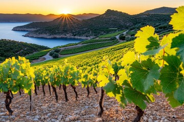 Poster - Landscape of a vineyard at sunset, with rows of grapevines and warm golden light illuminating the leaves