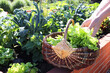 © vaivirga - Woman picking lettuce leaves in basket on raised beds garden