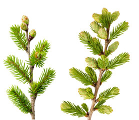 Poster - 
Sawtooth spruce tree branch with young buds isolated on a white or transparent background, Cut out PNG