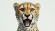 © mryanfahrudin1 - Animal funny cheetah open mouth shocked expression background wallpaper AI generated image