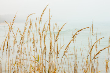 Naklejka na meble Shoreline dune grasses are accented by the background of fog over the Harrington Beach State Park, Belgium, Wisconsin shoreline in late October
