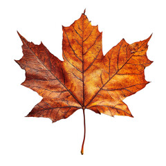 Wall Mural - Rustic Maple Leaf Design isolated on transparent background