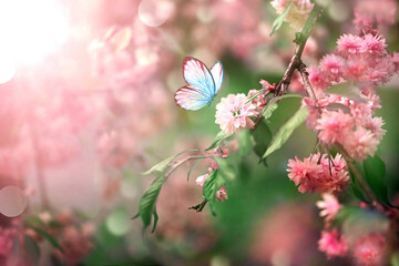 Wall Mural - branch of blossoming sakura cherry on spring background, fluttering blue butterfly in spring on natu