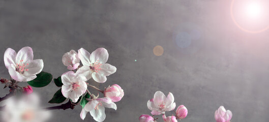 Wall Mural - blooming apple tree in spring time on grey background.