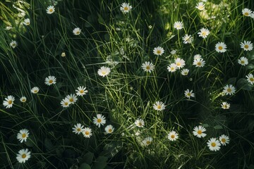 Wall Mural - Clustered daisies bloom in a field of green grass, Wild daisies scattered across a meadow