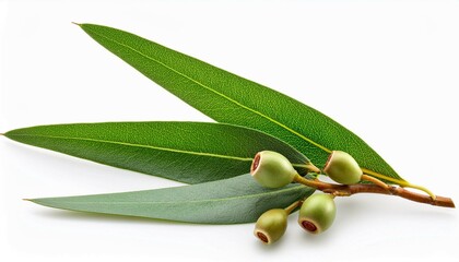 Poster - green olives on branch