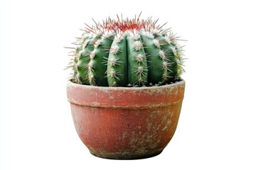 Poster - A single cactus plant in a small pot on a clean white background