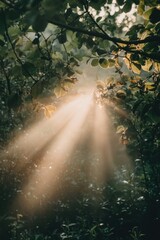 Poster - A tree with sunlight shining through its leaves