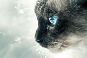 Poster - Close-up shot of a domestic cat with one bright blue eye