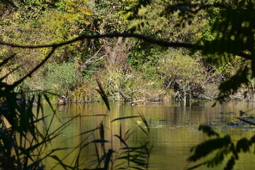 Wall Mural - Autumn landscape with a lake, trees and ducks above the water