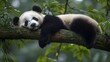 © Heni - Sleeping Panda in a Tree