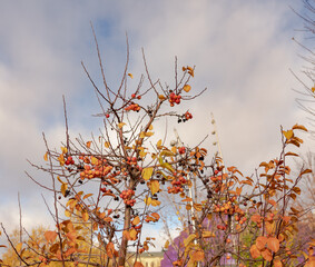 Wall Mural - autumn in the park