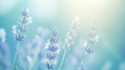 Wall Mural - gentle gradient of light blue and soft lavender, creating a calm and tranquil feel