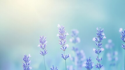 Wall Mural - gentle gradient of light blue and soft lavender, creating a calm and tranquil feel