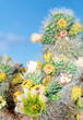 © Lindsey Rivera/Stocksy - Cholla Cactus Flowers
