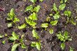 © Jan Michalko/Stocksy - Young beet plants