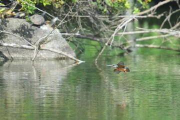 Canvas Print - kingfisher is hunting a fish