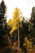 © Simone Anne/Stocksy - A single yellow aspen
