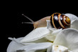 © THAIS RAMOS VARELA/Stocksy - A snail resting on a delicate white rose blossom