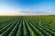 © oticki - Expansive view of a soybean field under the vibrant sky of dusk