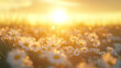 © Pickoloh - The landscape of white daisy blooms in a field, with the focus on the setting sun. The grassy meadow is blurred, creating a warm golden hour effect during sunset and sunrise time.