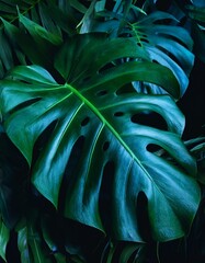 Canvas Print - Close-up of lush green leaves