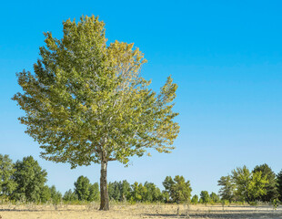 Wall Mural - beautiful trees with green leaves growing outdoors