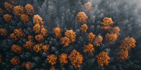 Wall Mural - Aerial View of Forest with Autumn Colors and Fog