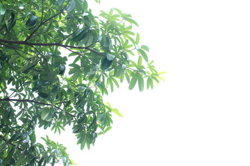 blackboard , scholar , milkwood or devil tree. bark, Saptaparni (Alstonia scholaris) is evergreen stately tropical tree in family Apocynaceae, has creamy-greenish white flower. Copy-space plant growth