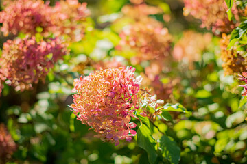 hydrangea flowers in the garden